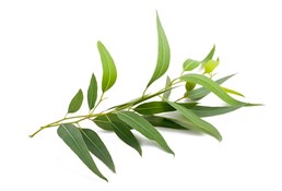 eucalipto (Eucalyptus)