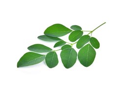 moringa (Moringa oleifera)