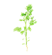 anice (Pimpinella anisum)