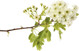 biancospino (Crataegus monoggyna)