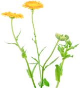 calendula (Calendula officinalis)