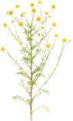 camomilla (Matricaria recutita)