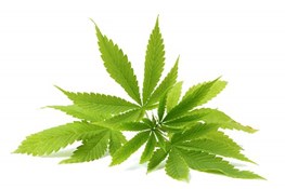 semi di canapa  (cannabis sativa)