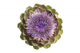 carciofo (Cynara scolymus)