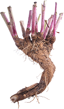 cicoria (Cichorium intybus)