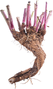 cicoria (Cichorium intybus)