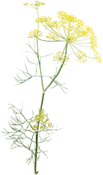 finocchio (Foeniculum vulgare)