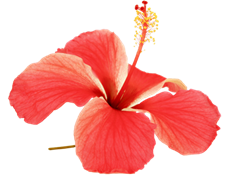 ibisco (Hibiscus sabdariffa)