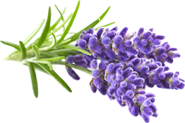 lavanda (Lavandula angustifolia)