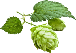 luppolo (Humulus lupulus)