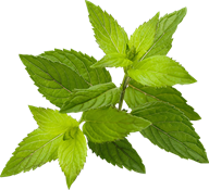 menta (mentha piperita)