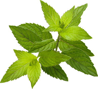 menta crespa (Mentha spicata)