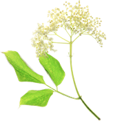 sambuco (Sambucus L.)