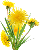 tarassaco (Taraxacum officinale)