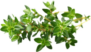 timo (Thymus vulgaris)