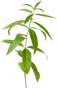 verbena (Verbena officinalis)